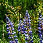 Drei Männlein stehn im Walde