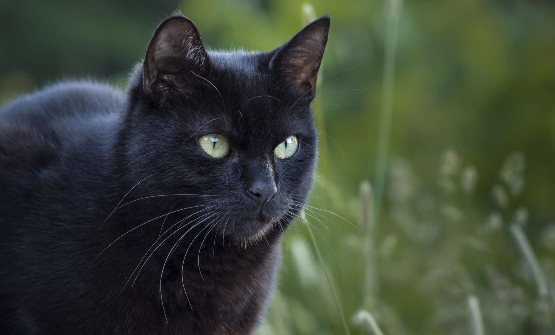 3 Mal Schwarzer Kater 3 Mal Schwarzer Kater