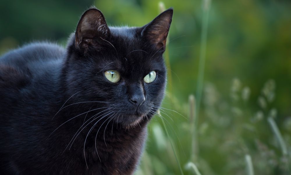 ...drei mal schwarzer Kater