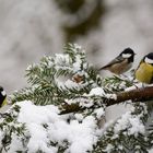 Drei Meisen auf einem Ast