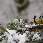 Drei Meisen machen Station auf dem verschneiten Weihnachtsbaum