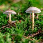 Drei Minis im Wald