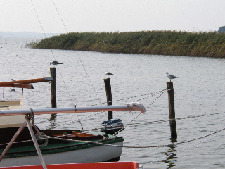 Drei Möwen auf drei Pfählen