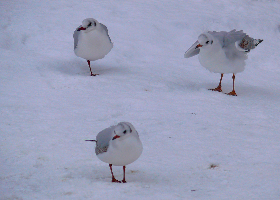 Drei Möwen im Schnee…