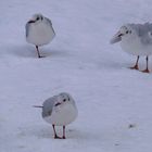 Drei Möwen im Schnee…