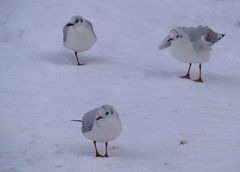 Drei Möwen im Schnee…