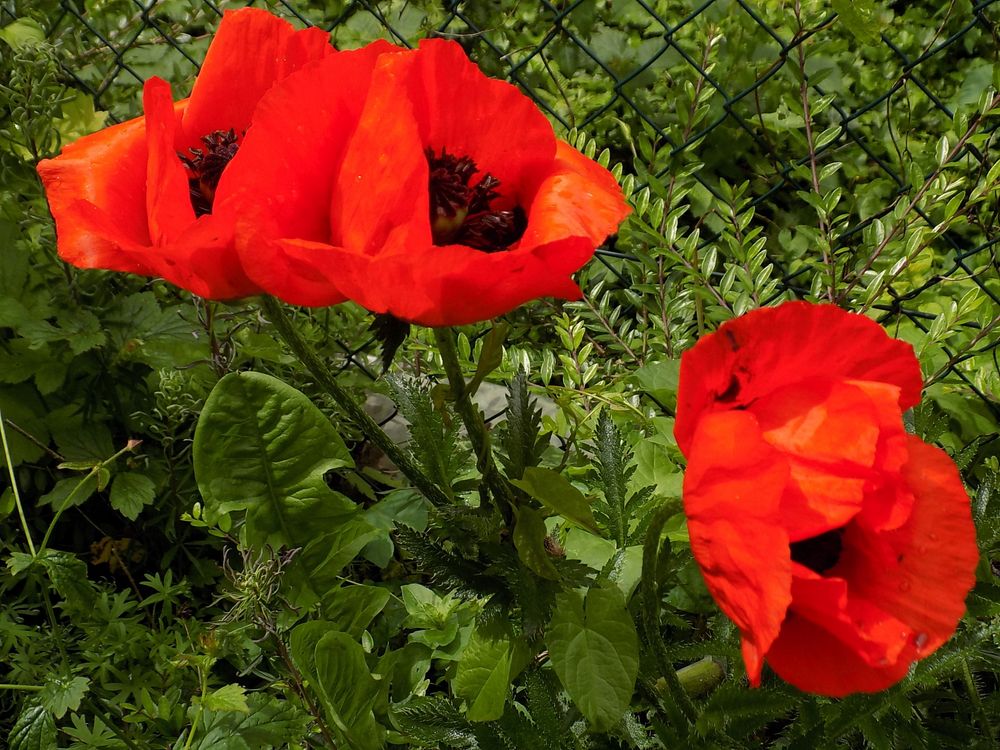 Drei Mohnblumen im Regen 