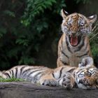 Drei müde Tigerkinder