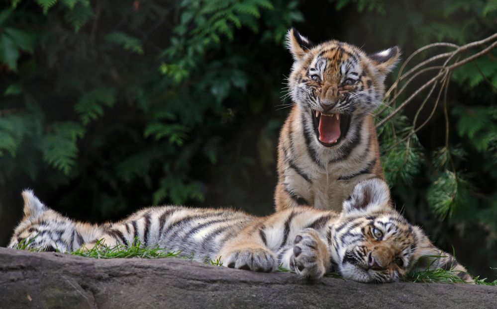 Drei müde Tigerkinder