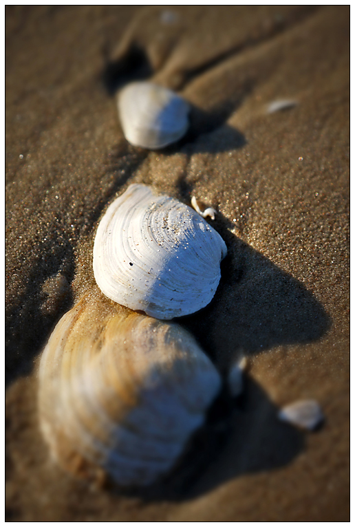 Drei Muscheln am Strand...