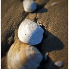 Drei Muscheln am Strand...