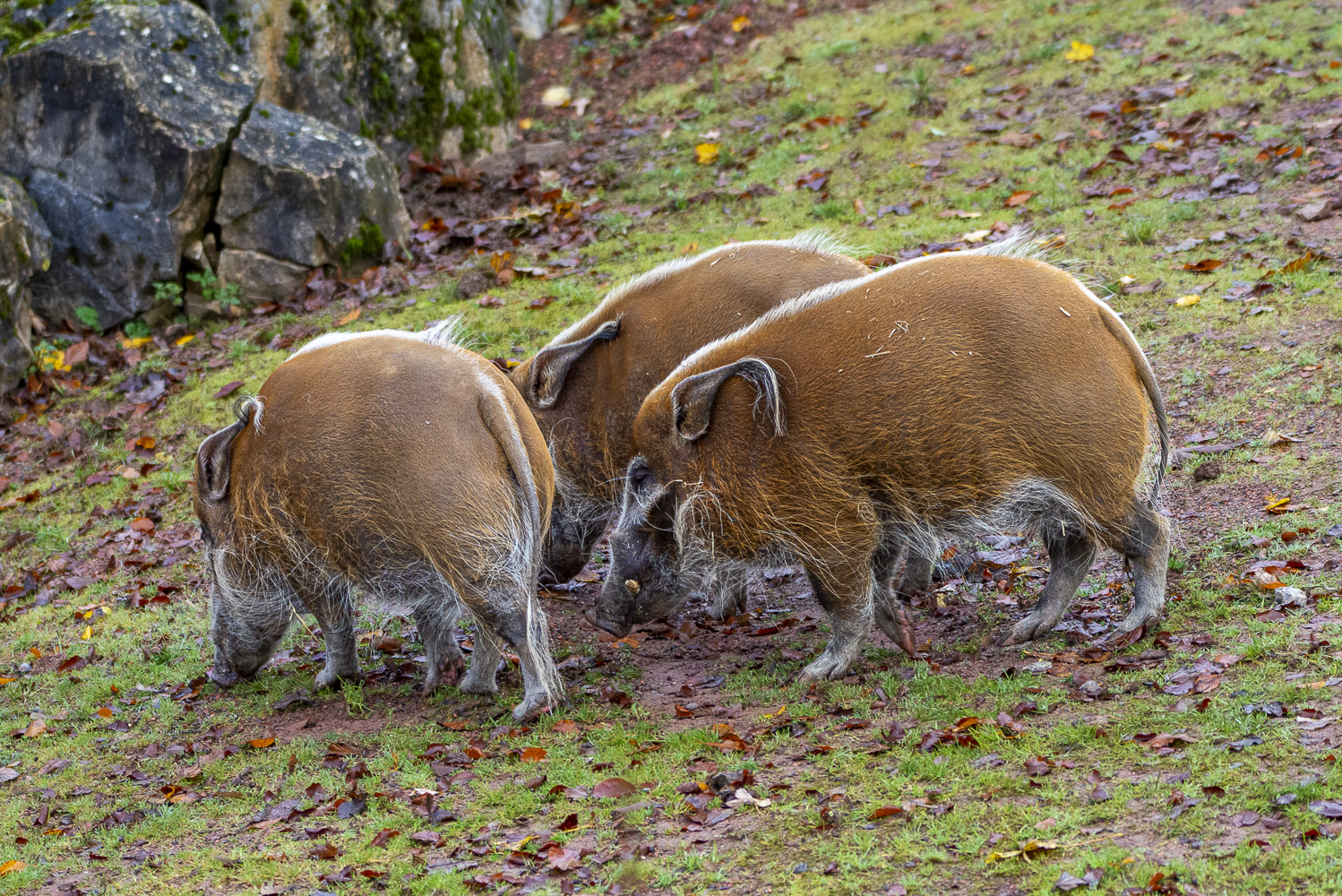 Drei „Muskel-Tiere“, oder  Pinselohrschweine. 