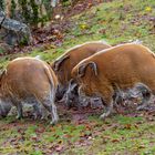 Drei „Muskel-Tiere“, oder  Pinselohrschweine. 