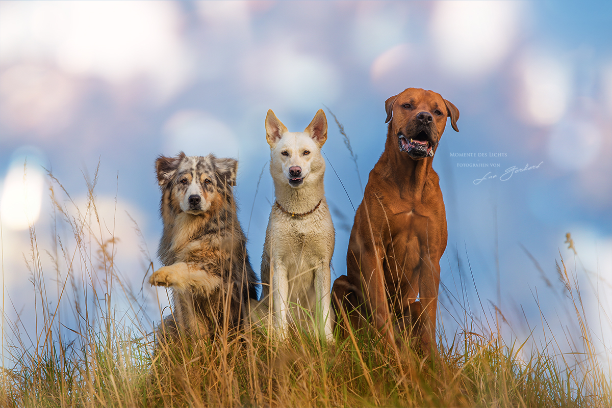 Drei Musketiere drei Freunde Foto &amp; Bild tiere, haustiere, hunde