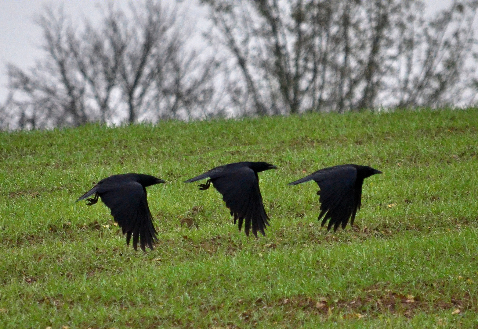 Drei Odenwälder .....