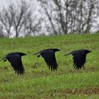 Drei Odenwälder .....