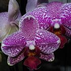 Drei Orchideen und eine Knospe
