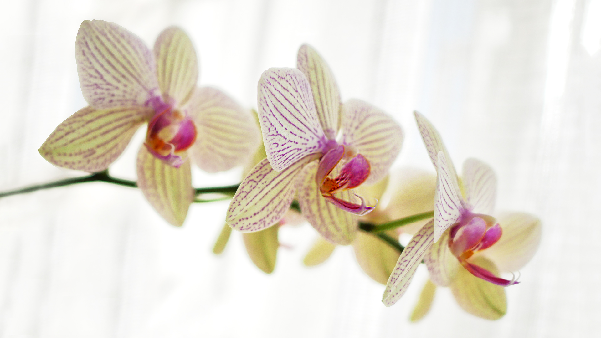 Drei Orchideenblüten