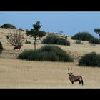 Drei Oryx beim Frühstück