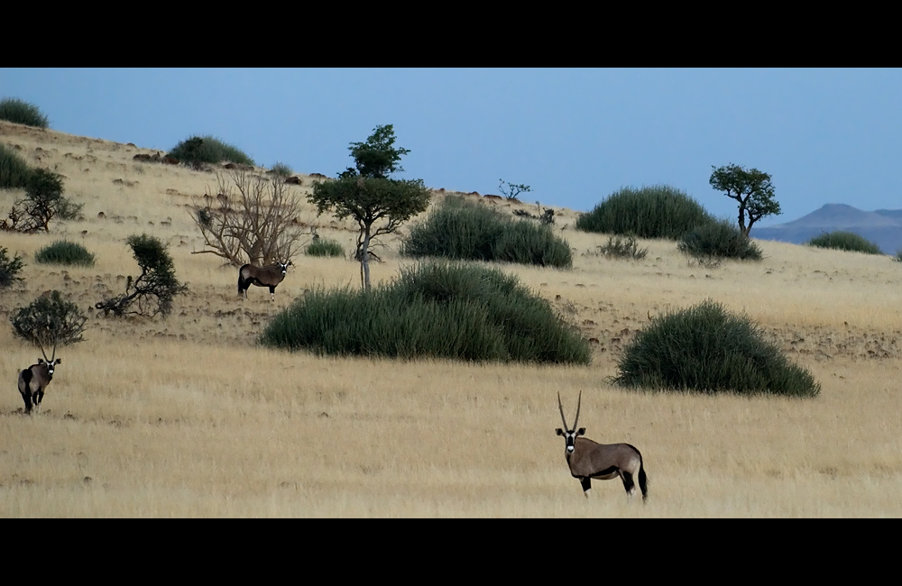 Drei Oryx beim Frühstück