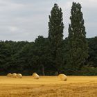 Drei Pappeln im südlichen Münsterland