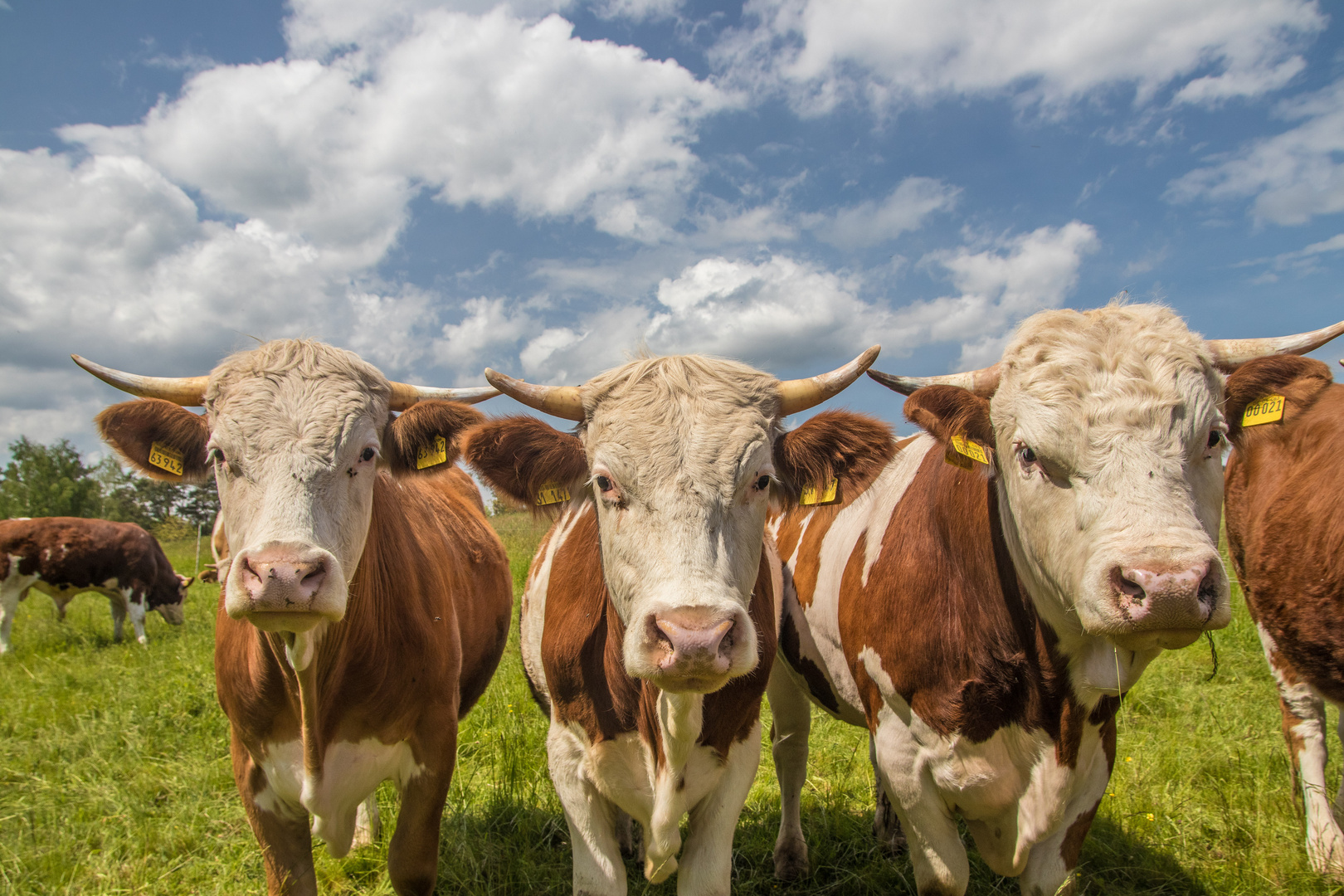 Drei Pfälzer Cow-Boys