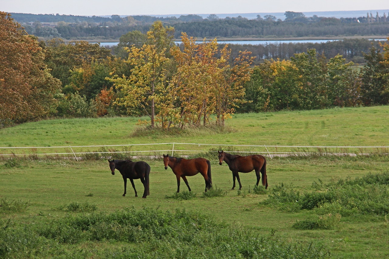 Drei Pferde im Herbst