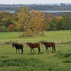 Drei Pferde im Herbst