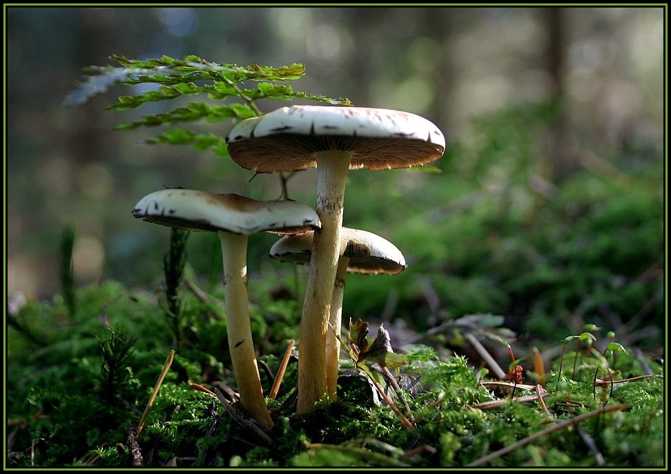 Drei Pilze im Wald und ein Fotograf schaut hin !