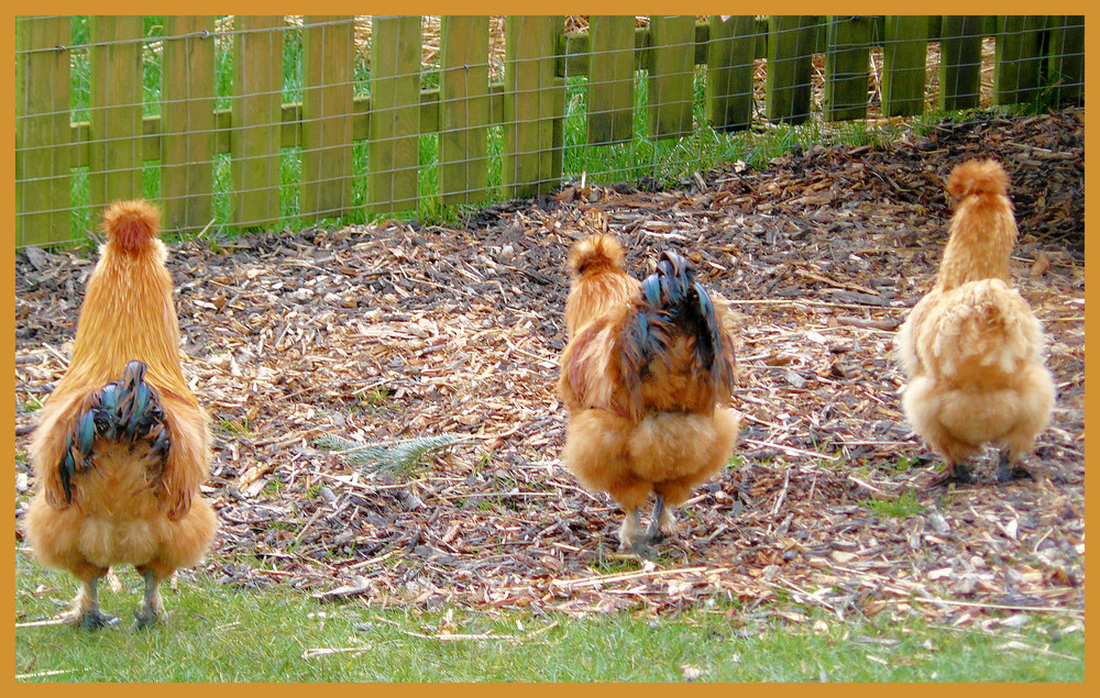 Drei putzige Hühner von hinten