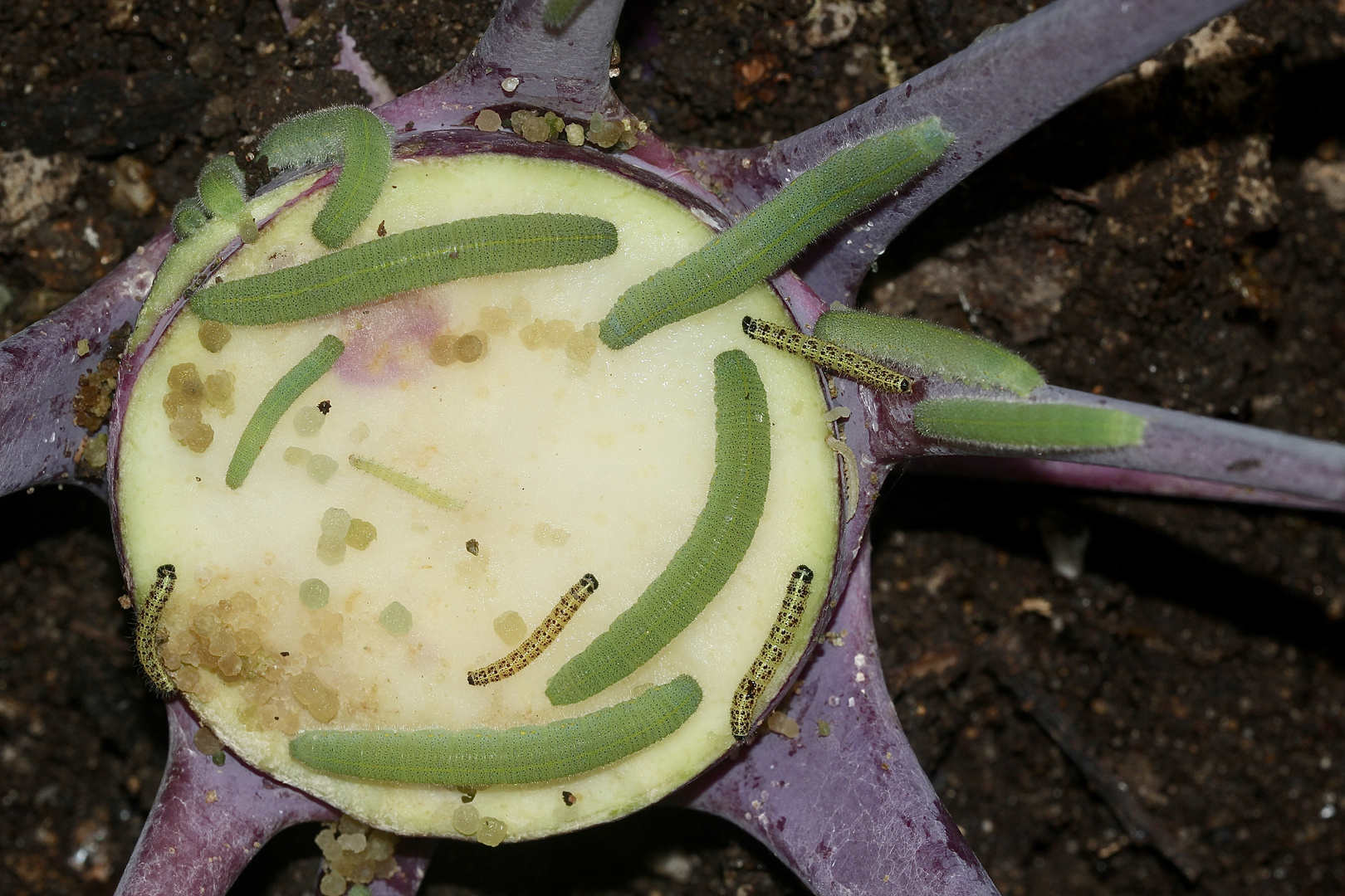 Drei Raupenarten auf einer Kohlrabi!