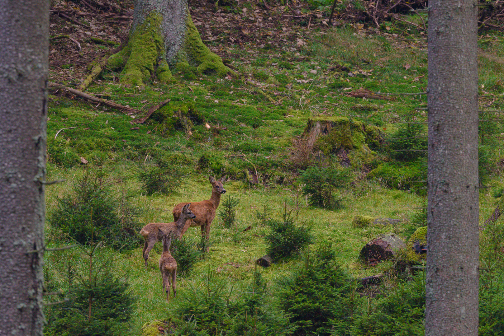 Drei Rehe im Wald