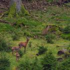 Drei Rehe im Wald