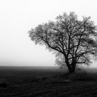 Drei Rehe in nebliger Winterlandchaft