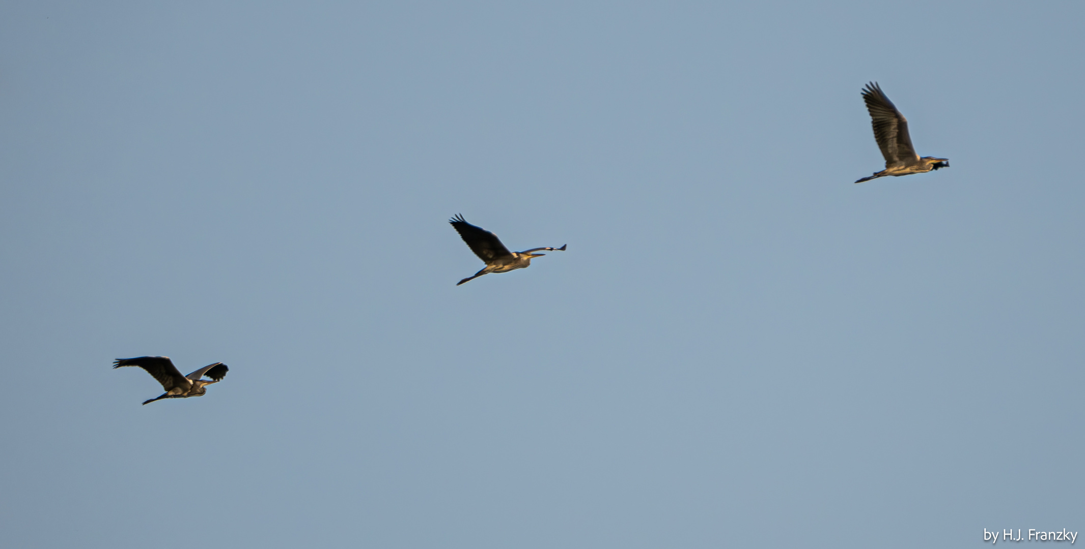 Drei Reiher in Reihe am blauem Himmel