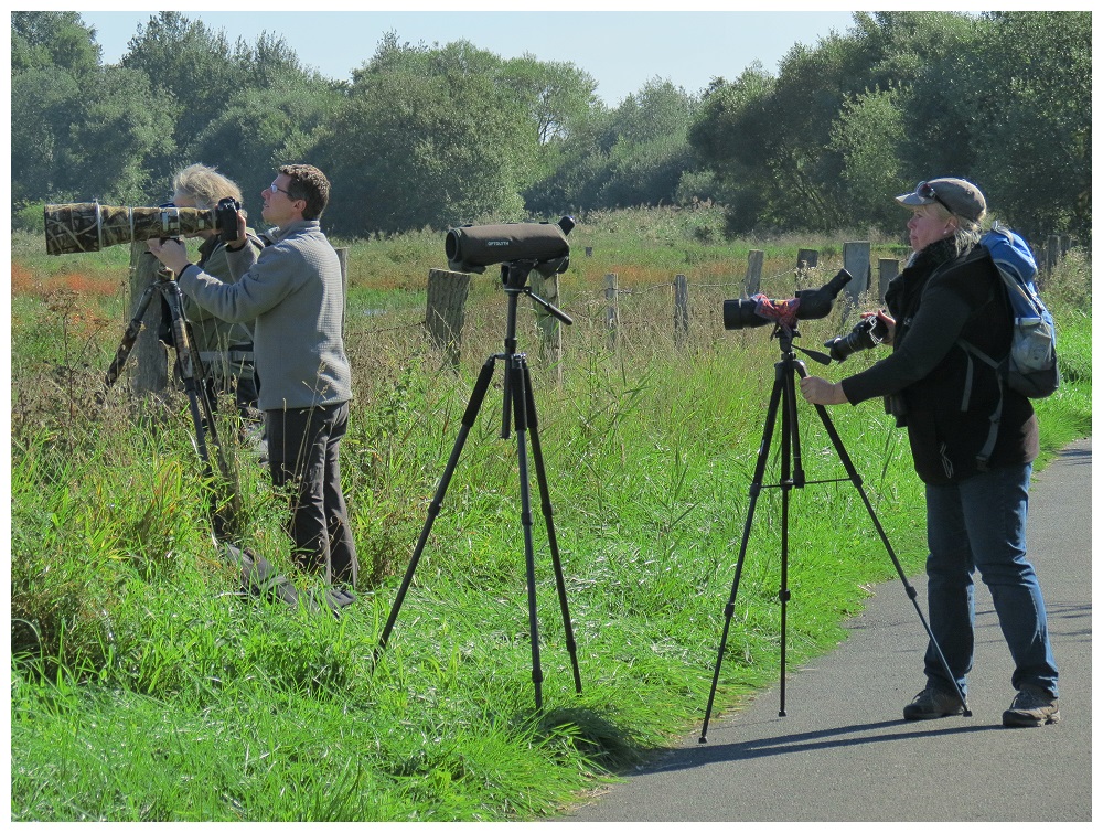 Drei Rindviecher fotografieren