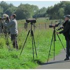 Drei Rindviecher fotografieren