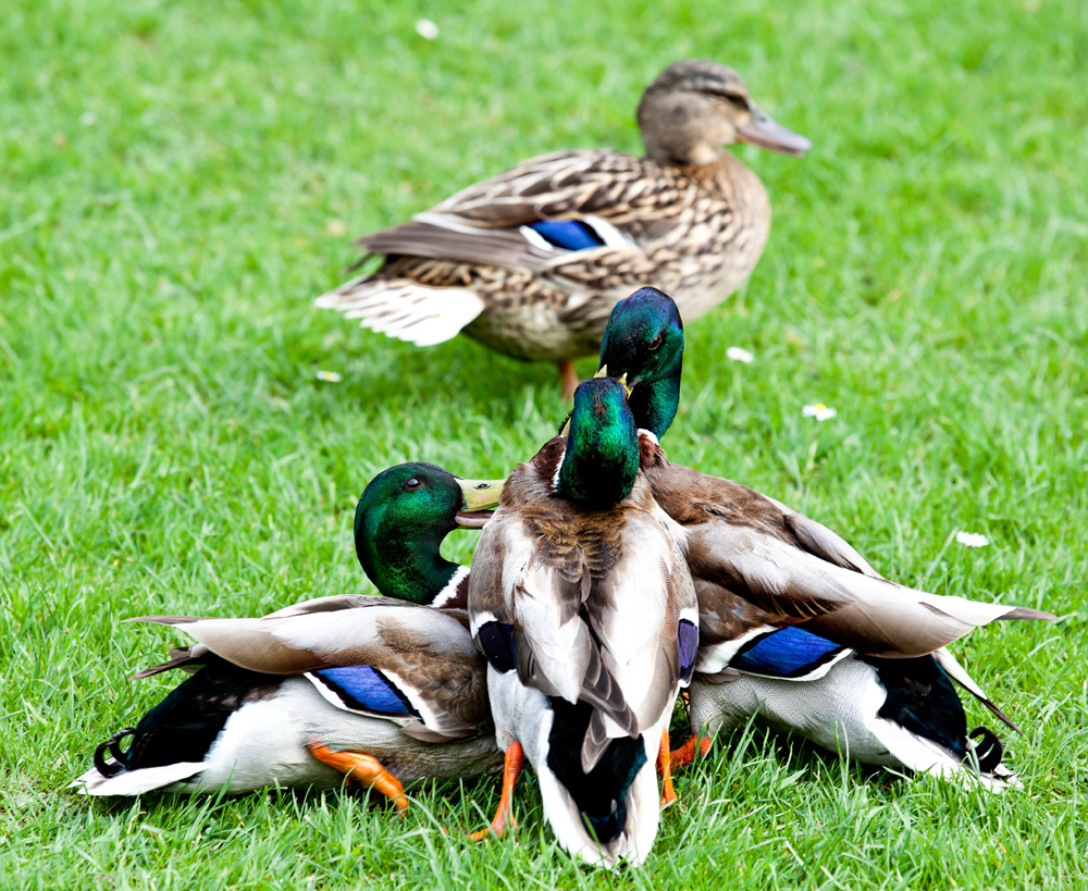 Drei Rivalen kämpfen um eine Ente