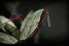 Drei rote Grazien