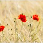 Drei Rote im Kornfeld