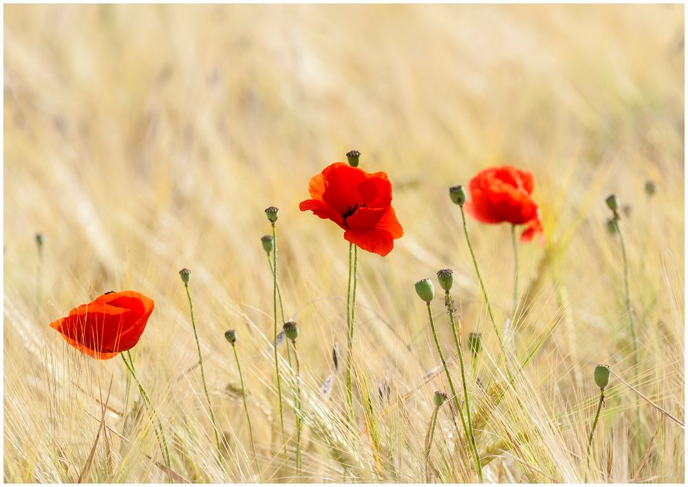 Drei Rote im Kornfeld