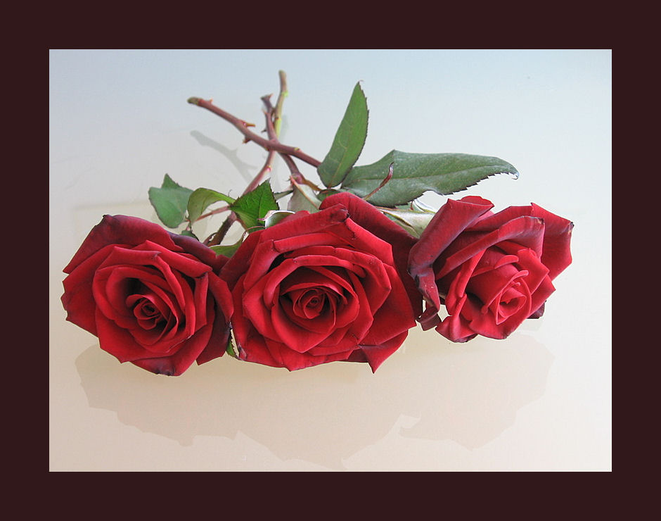 - drei rote Rosen -