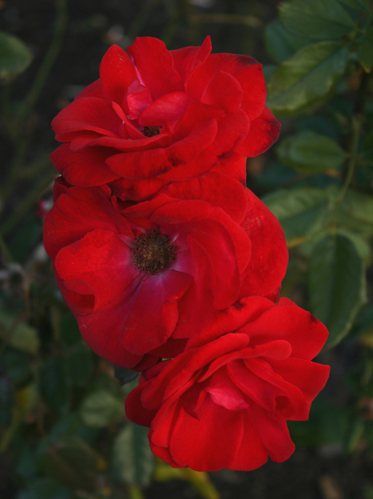 Drei rote Spätnovemberrosen