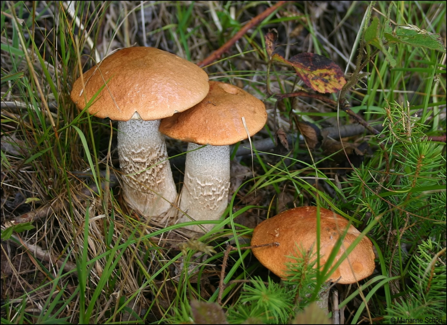 Drei Rotkäppchen am Waldrand ...