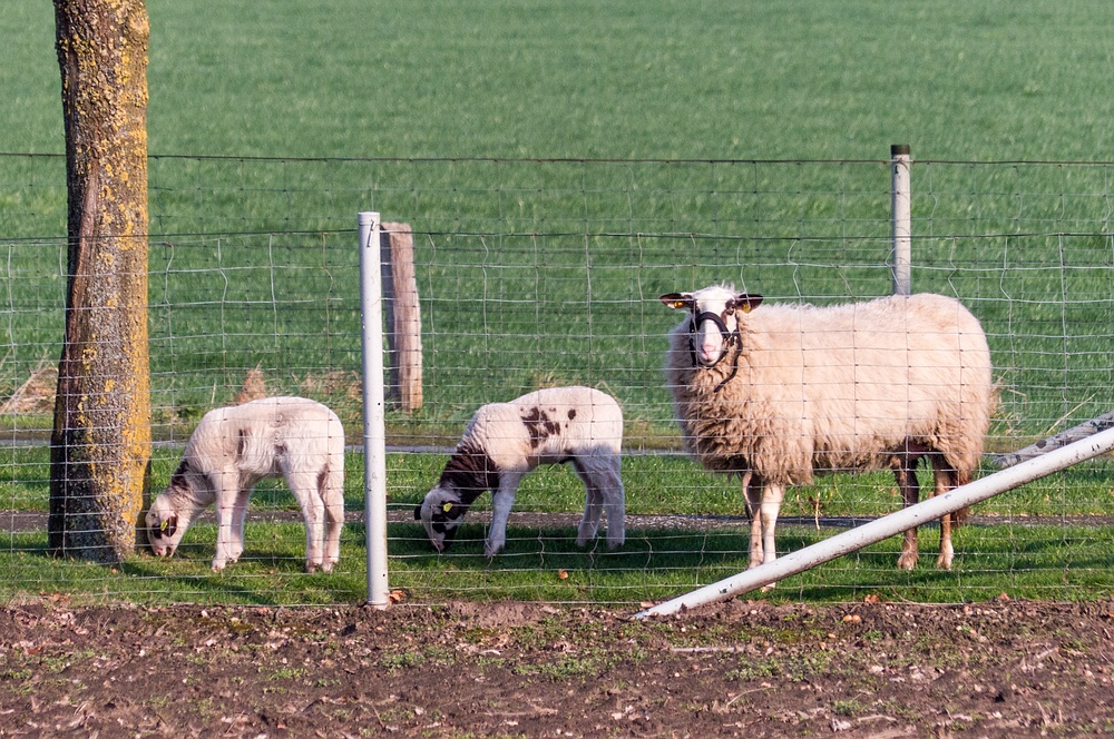 Drei Schäfchen am Wegesrand