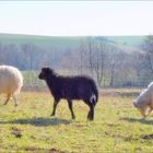 drei Schafe; eines davon schwarz