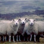 Drei Schafe sehen dich an