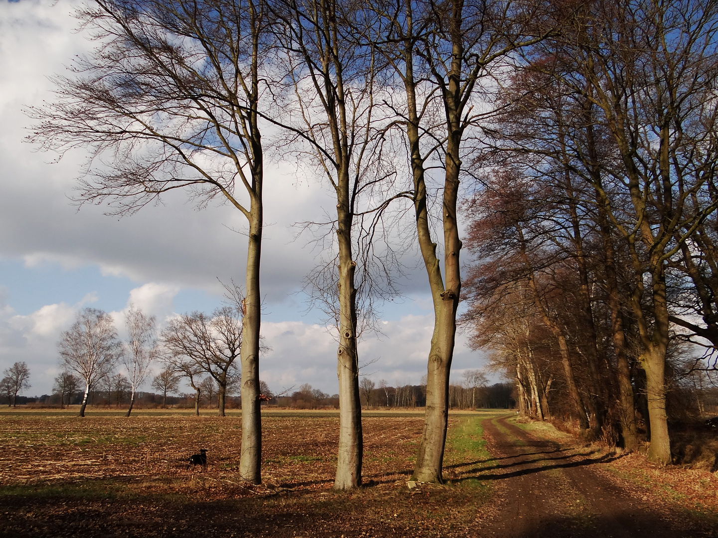 Drei Schatten mit Hund