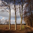 Drei Schatten mit Hund