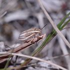 Drei schildkrötenähnliche Wanzenarten (6/6)